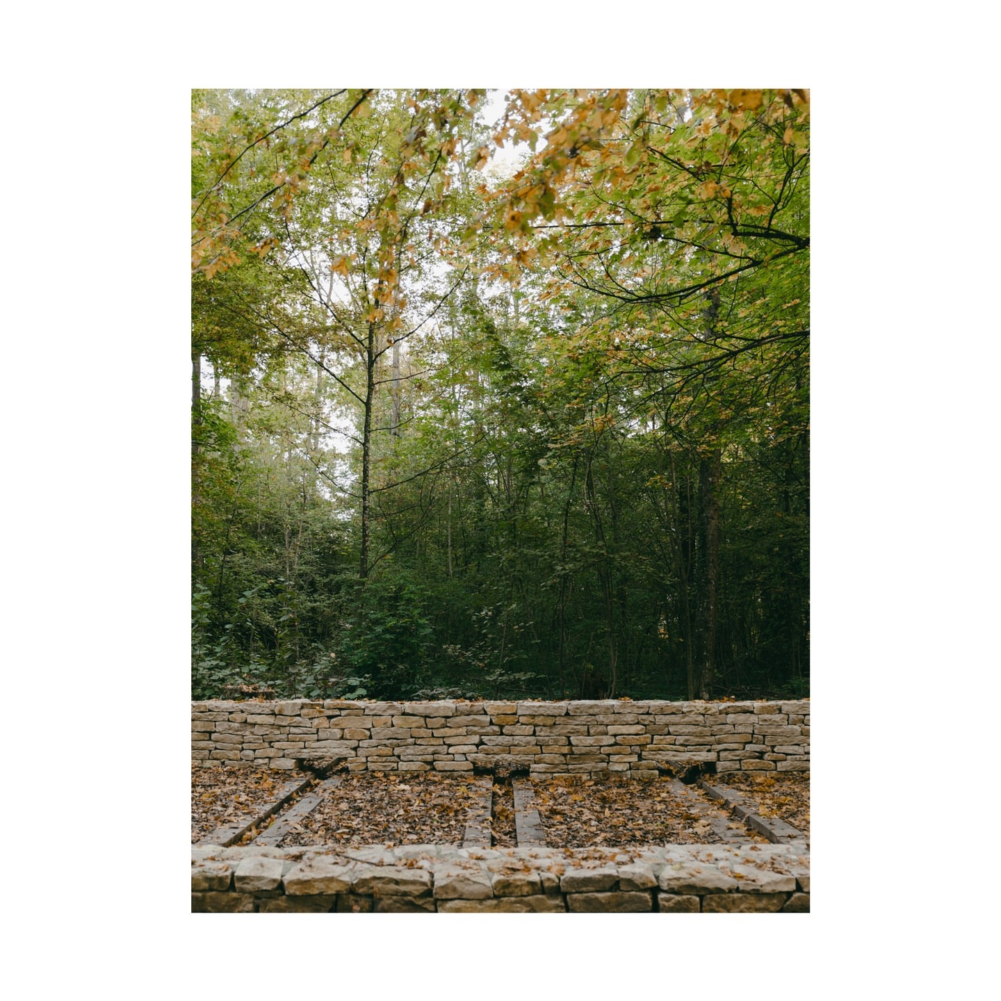 Bois de la Citadelle (Meyrin)